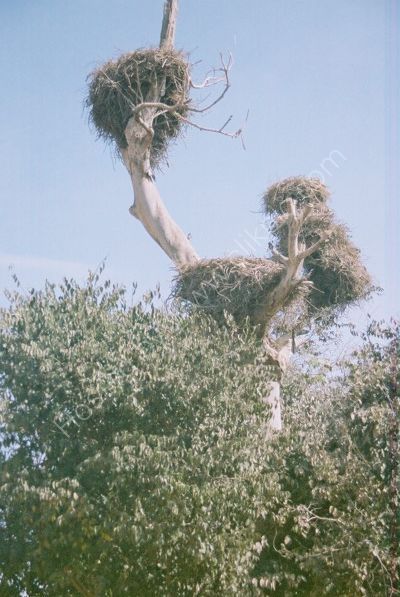 Stork Nests, Chellah Necropolis, Rabat